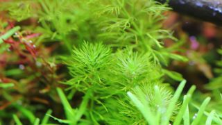 植栽から155日目　ドワーフアンブリア